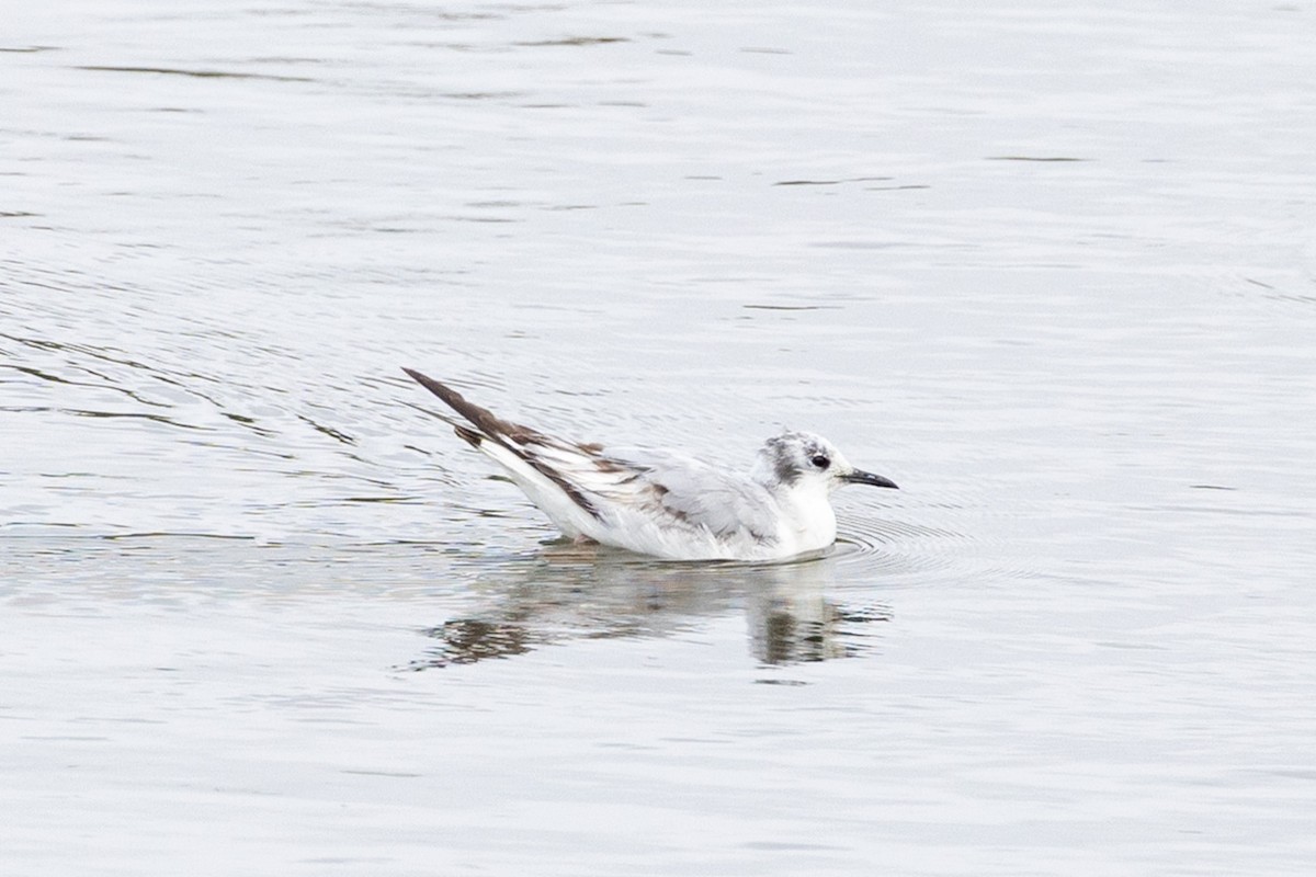 Bonaparte's Gull - ML635039157