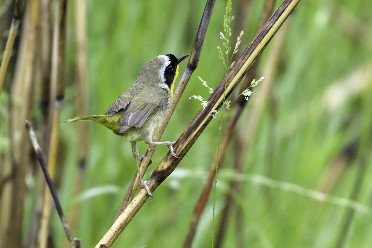 Common Yellowthroat - ML635039166