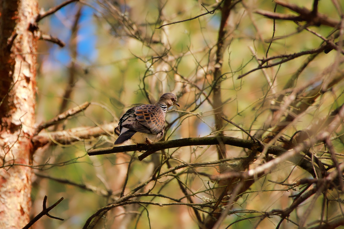 European Turtle-Dove - ML635039167