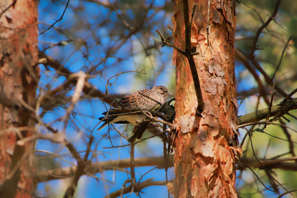 European Turtle-Dove - ML635039168