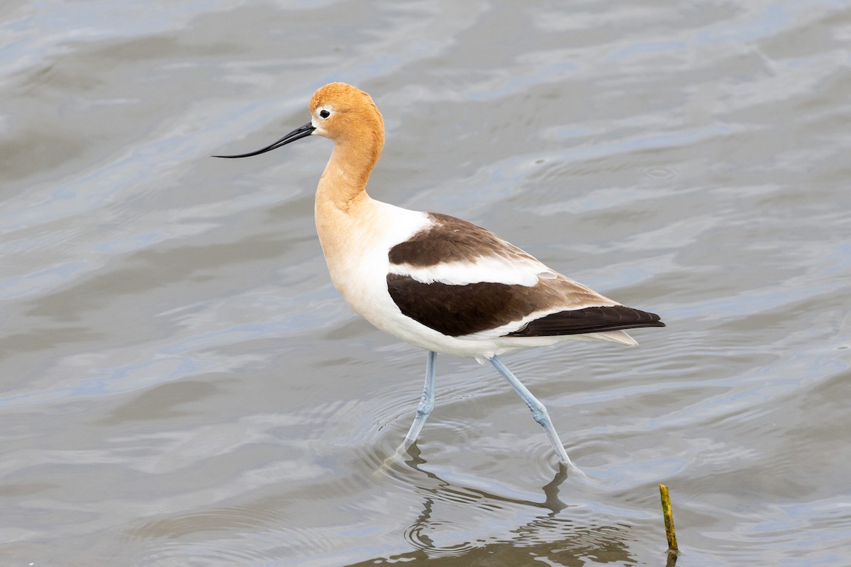 American Avocet - ML635039178