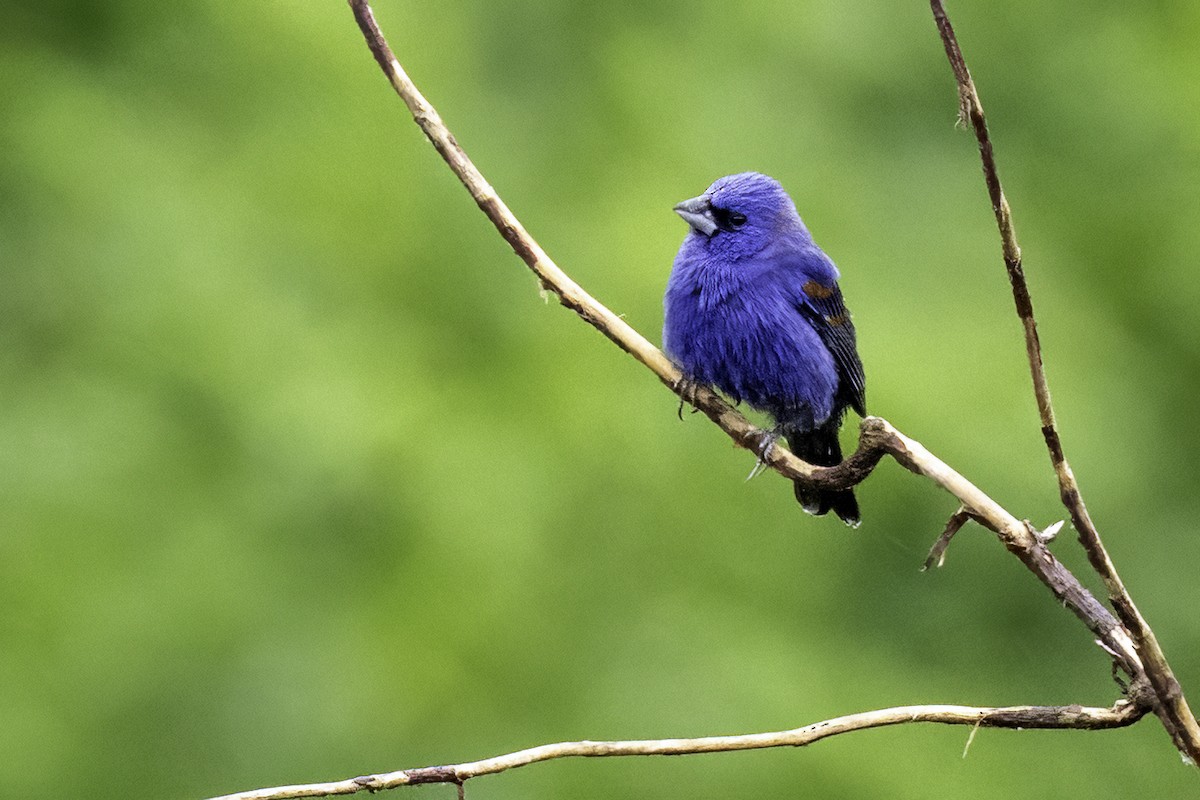 Blue Grosbeak - ML635039179