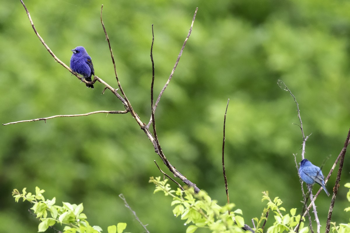 Blue Grosbeak - ML635039200