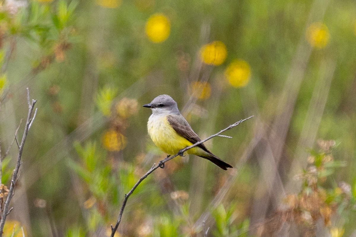 Western Kingbird - ML635039211
