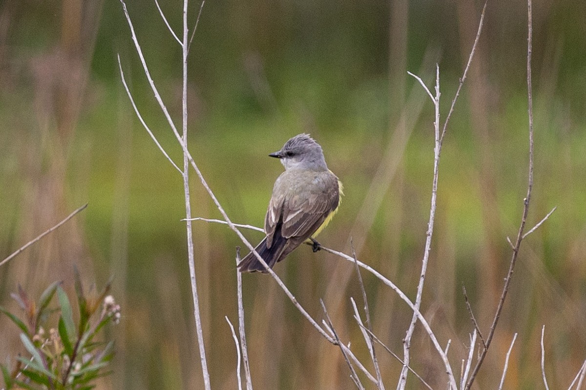 Western Kingbird - ML635039212