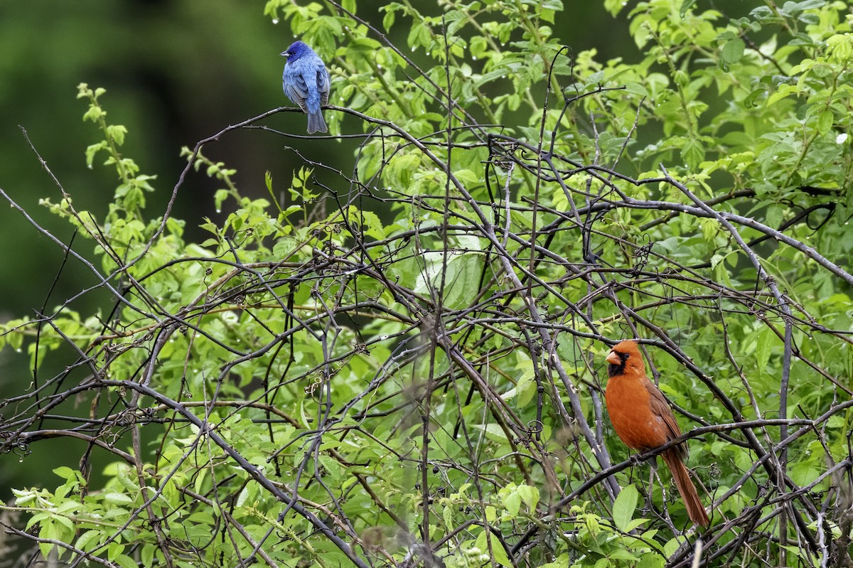 Indigo Bunting - ML635039228
