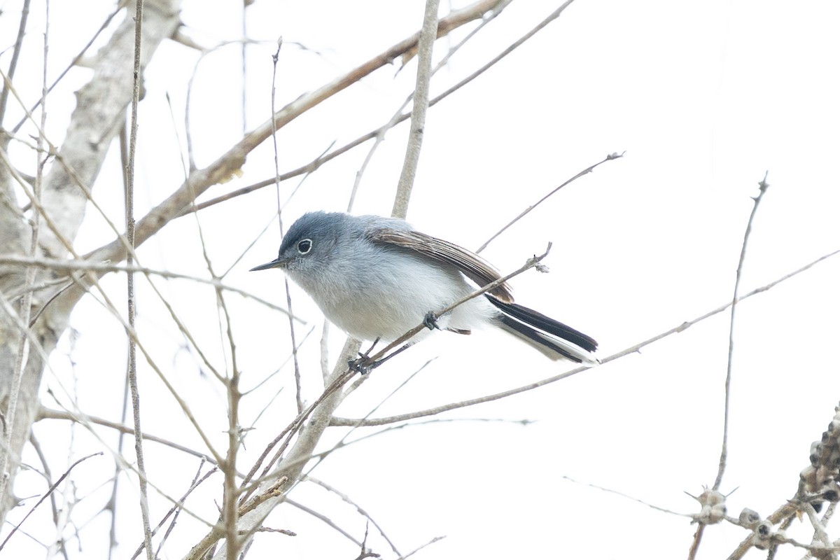 Blue-gray Gnatcatcher - ML635039236