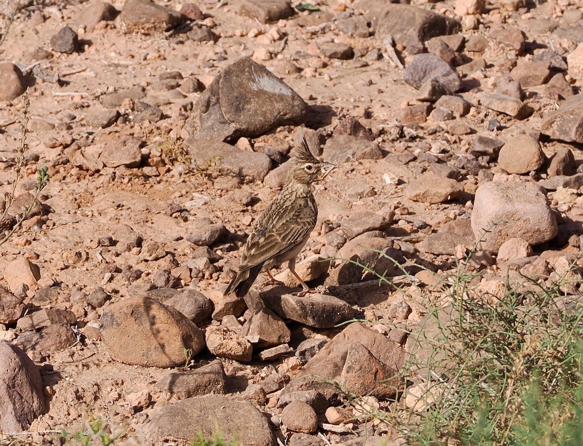 Crested Lark (Maghreb) - ML635039244