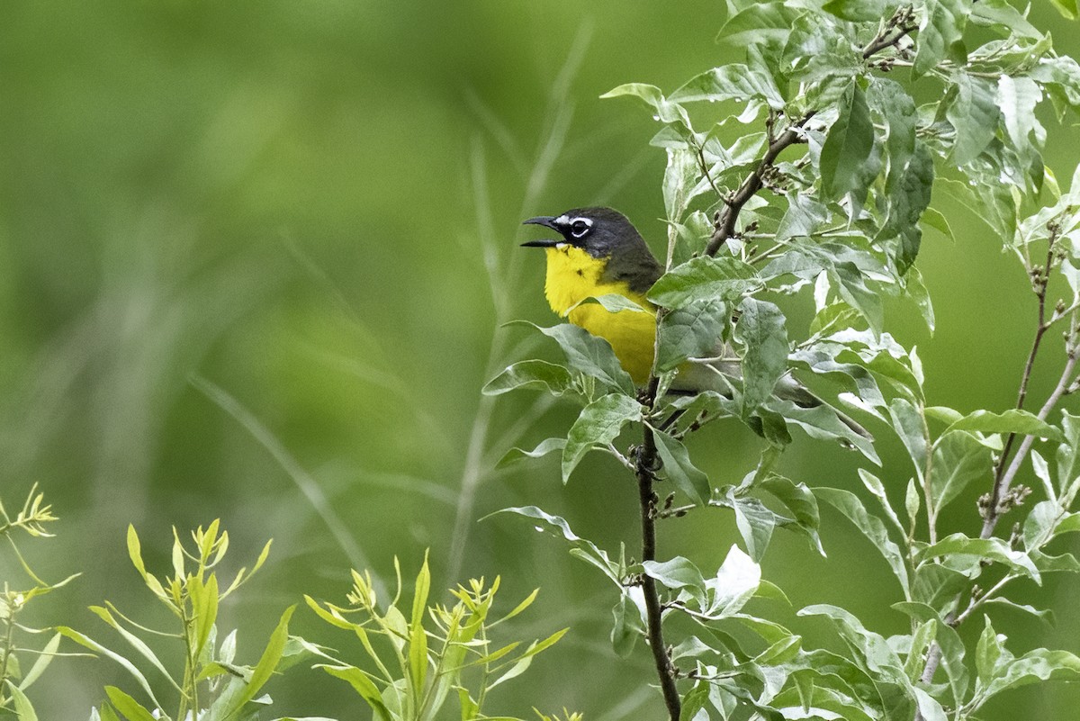 Yellow-breasted Chat - ML635039257