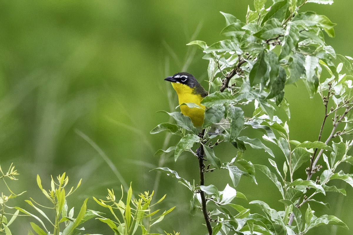 Yellow-breasted Chat - ML635039258