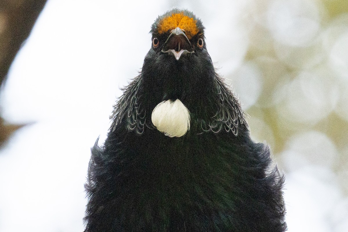 Mielero Tui - ML635039271