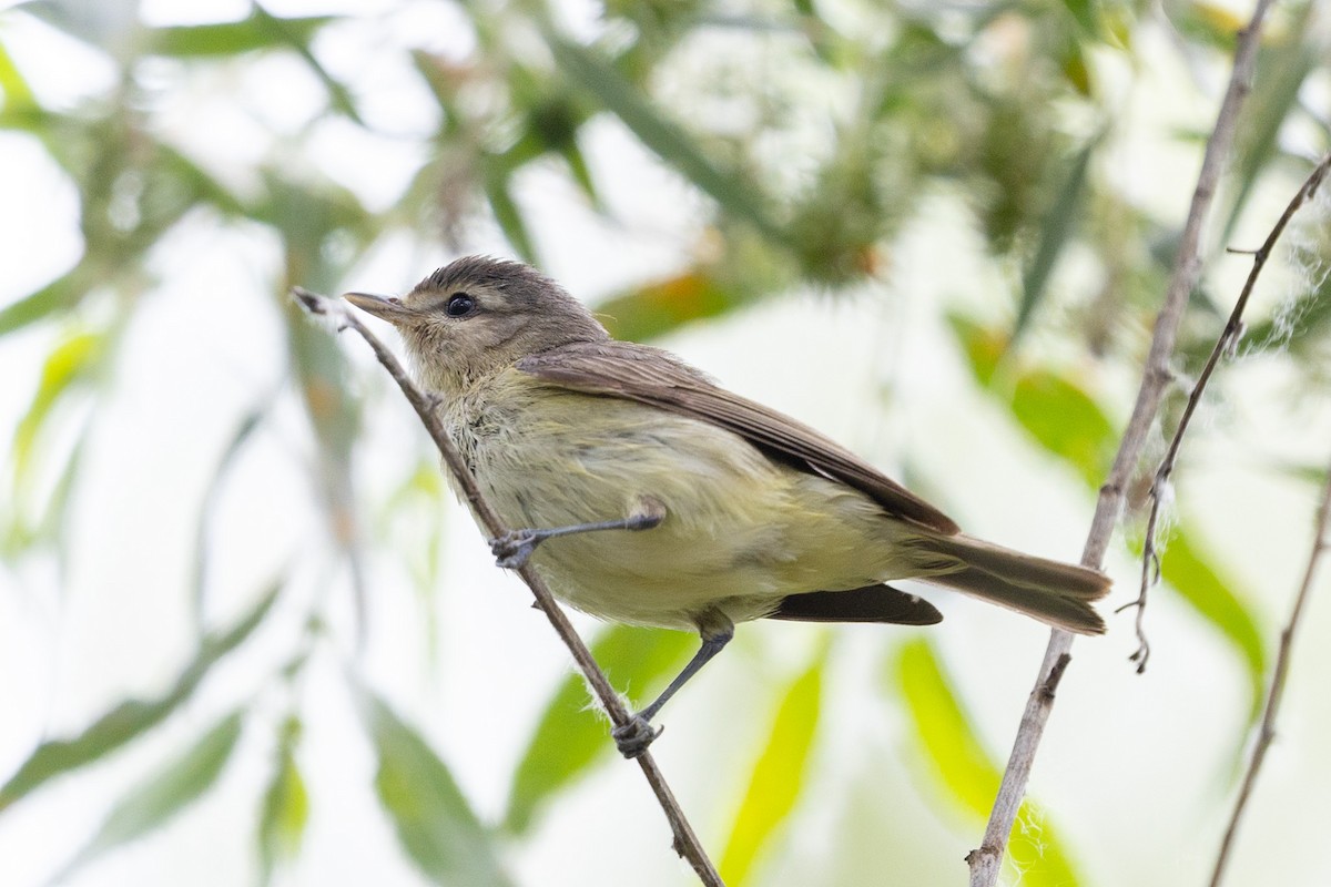 Warbling Vireo - ML635039272