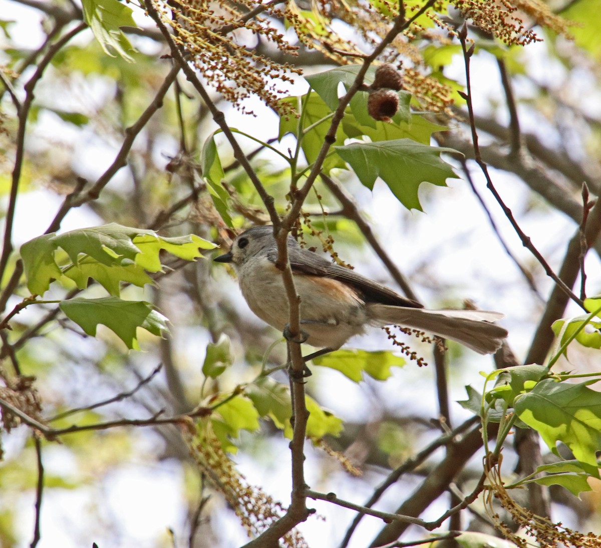 Tufted Titmouse - ML635039275