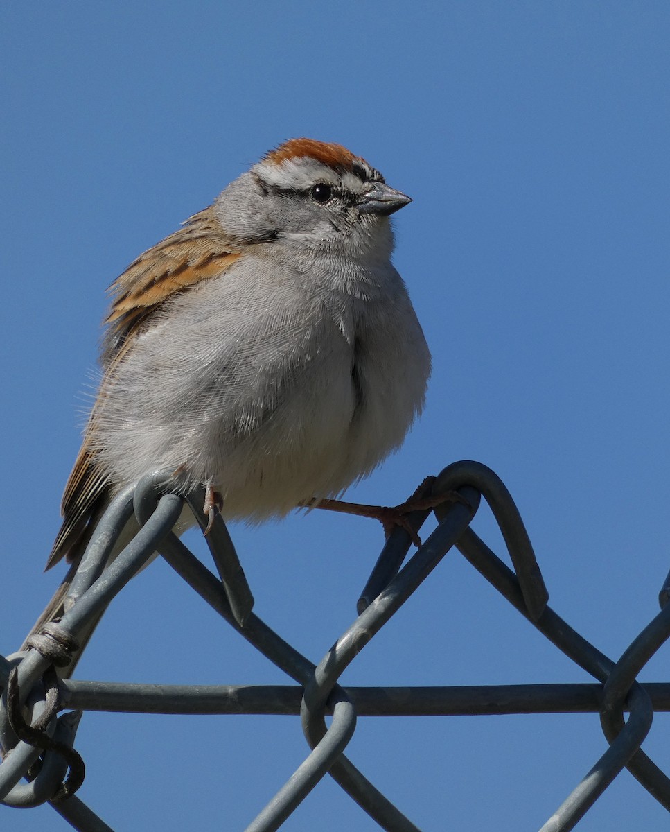 Chipping Sparrow - ML635039356