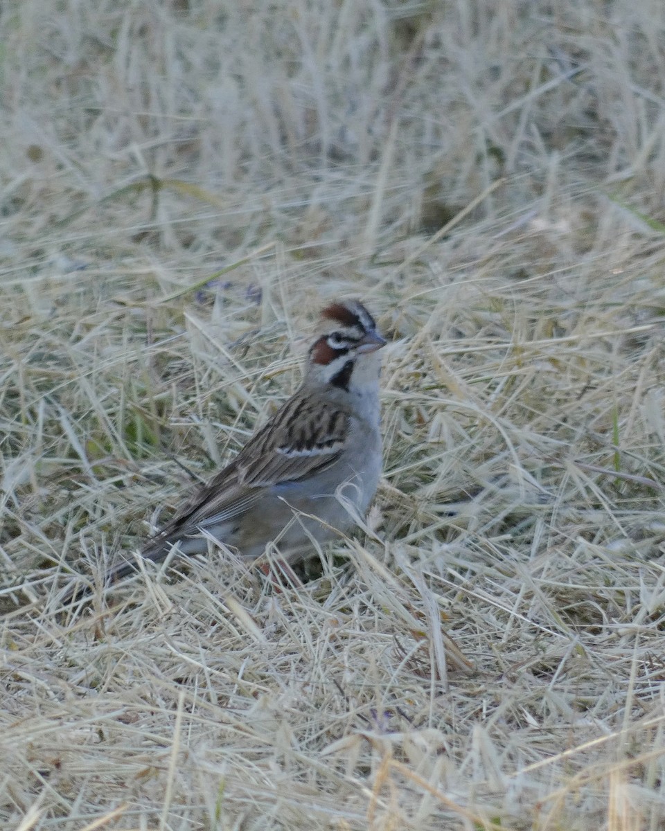 Lark Sparrow - ML635039379
