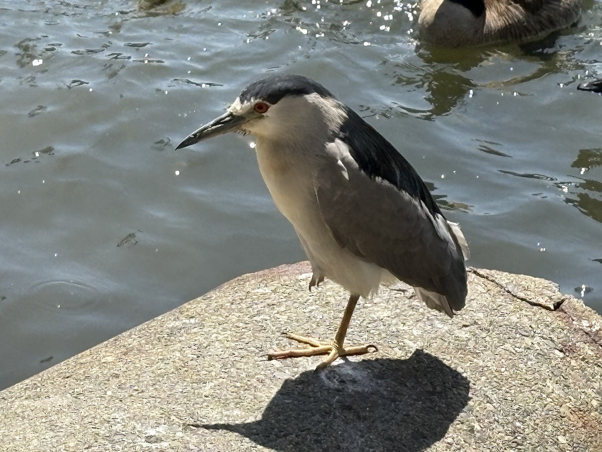 Black-crowned Night Heron - ML635039392