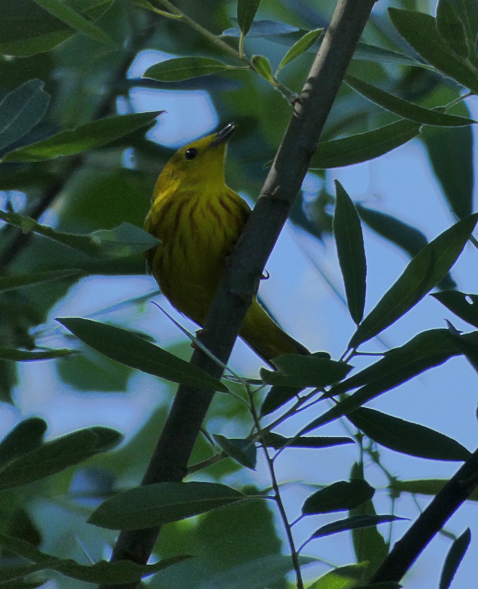 Yellow Warbler - ML635039458