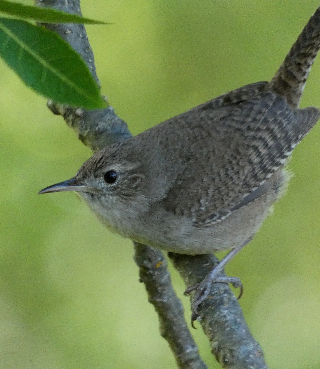Northern House Wren - ML635039492