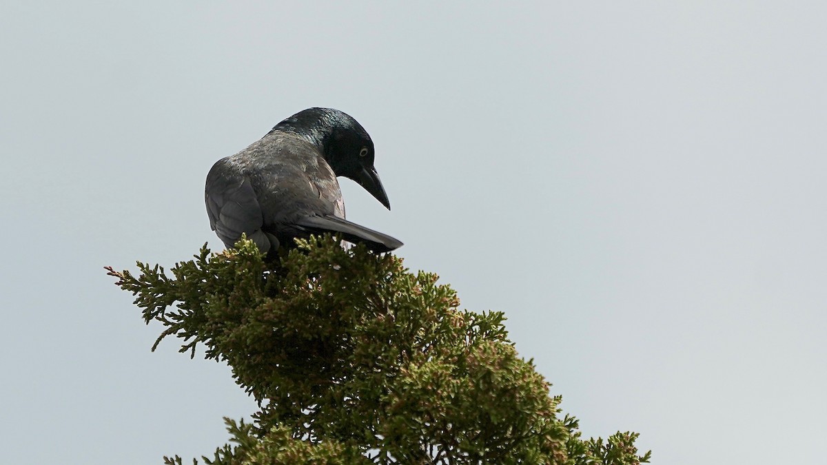 Common Grackle - ML635039503