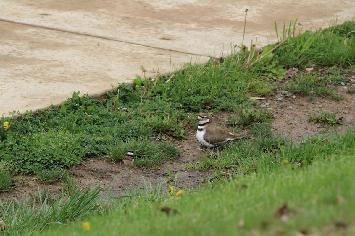Killdeer - ML635039507