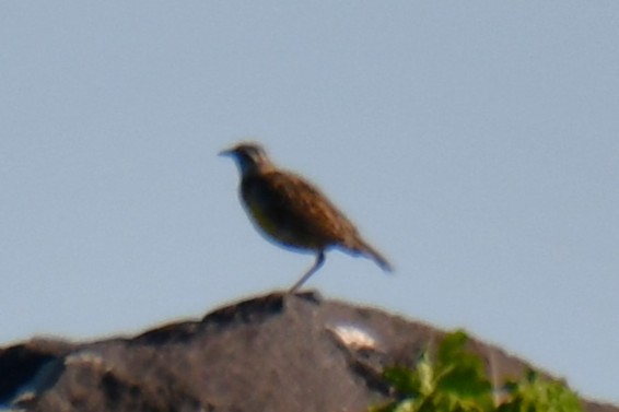 Eastern Meadowlark - ML635039567