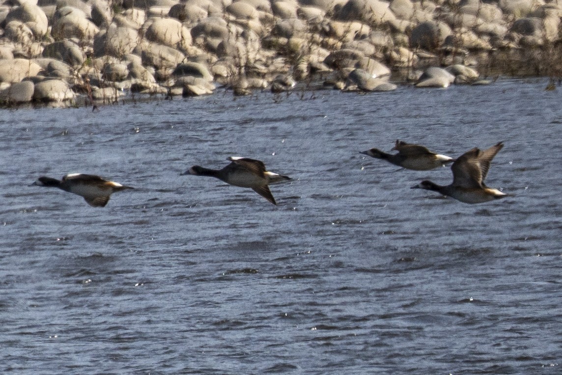 Chiloe Wigeon - ML635039583