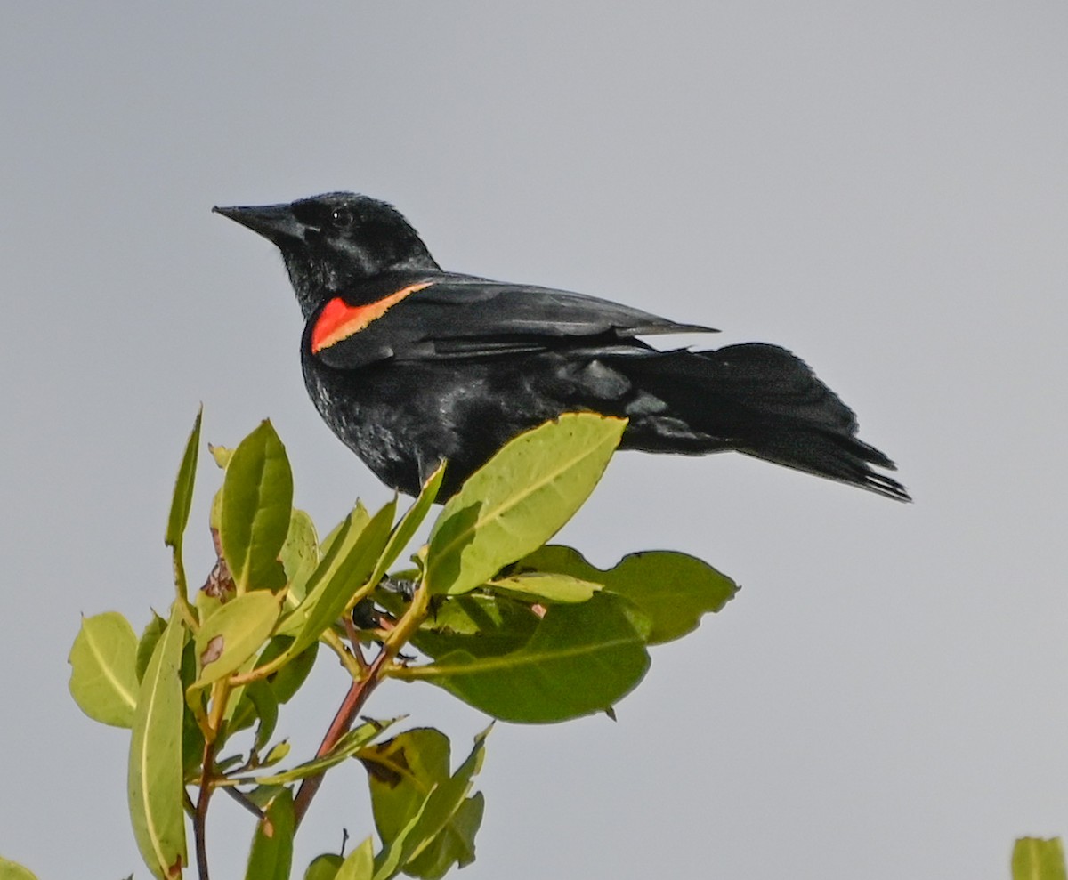 Red-winged Blackbird - ML635039608