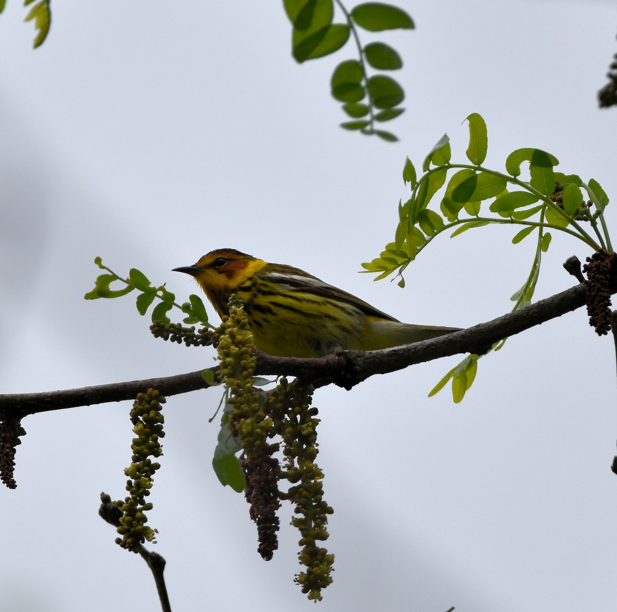 Paruline tigrée - ML635039617