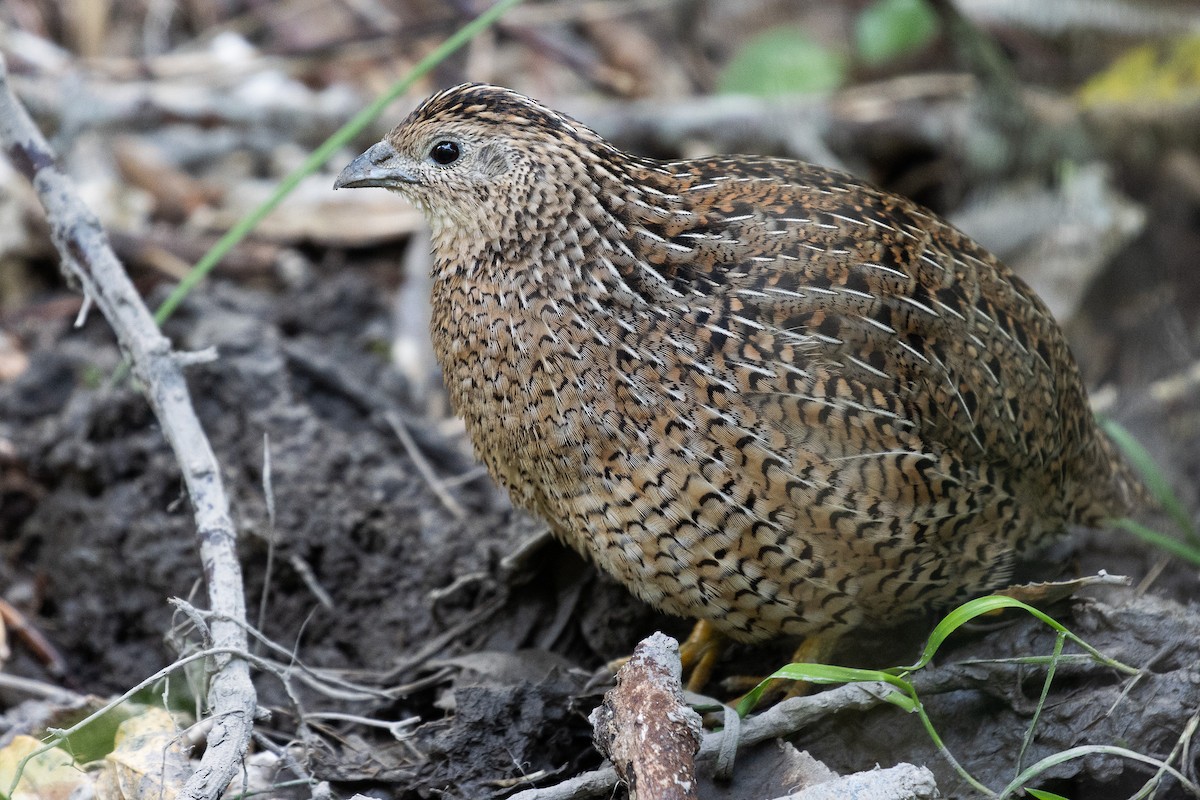 Brown Quail - ML635039690