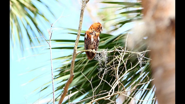 Eastern Screech-Owl - ML635039708