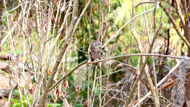 Eastern Screech-Owl - ML635039709