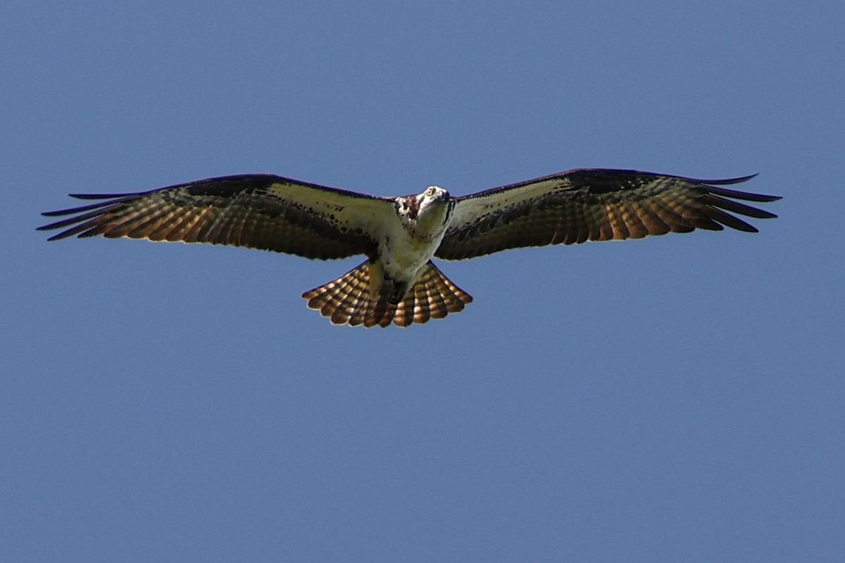 Osprey - ML635039765