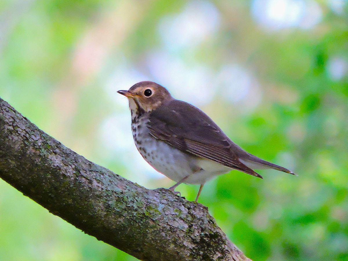 Swainson's Thrush - ML635039775