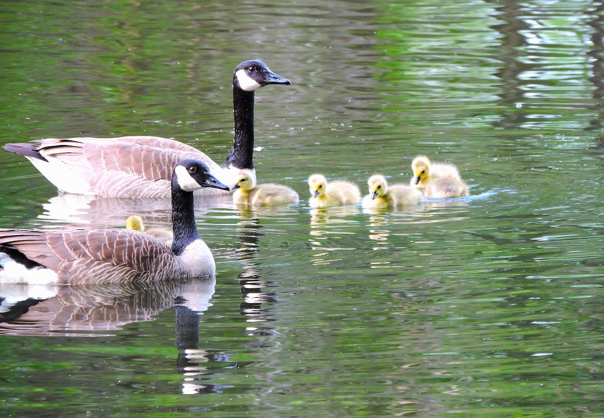 Canada Goose - ML635039792