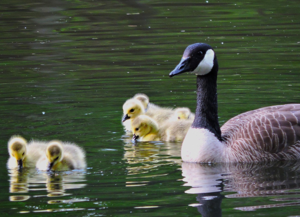 Canada Goose - ML635039793