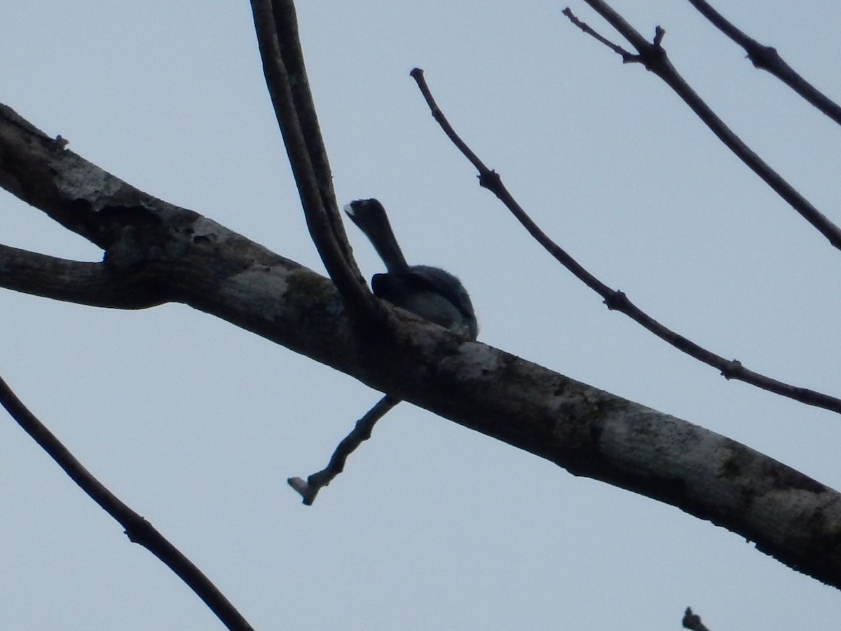 White-browed Gnatcatcher - ML635039810