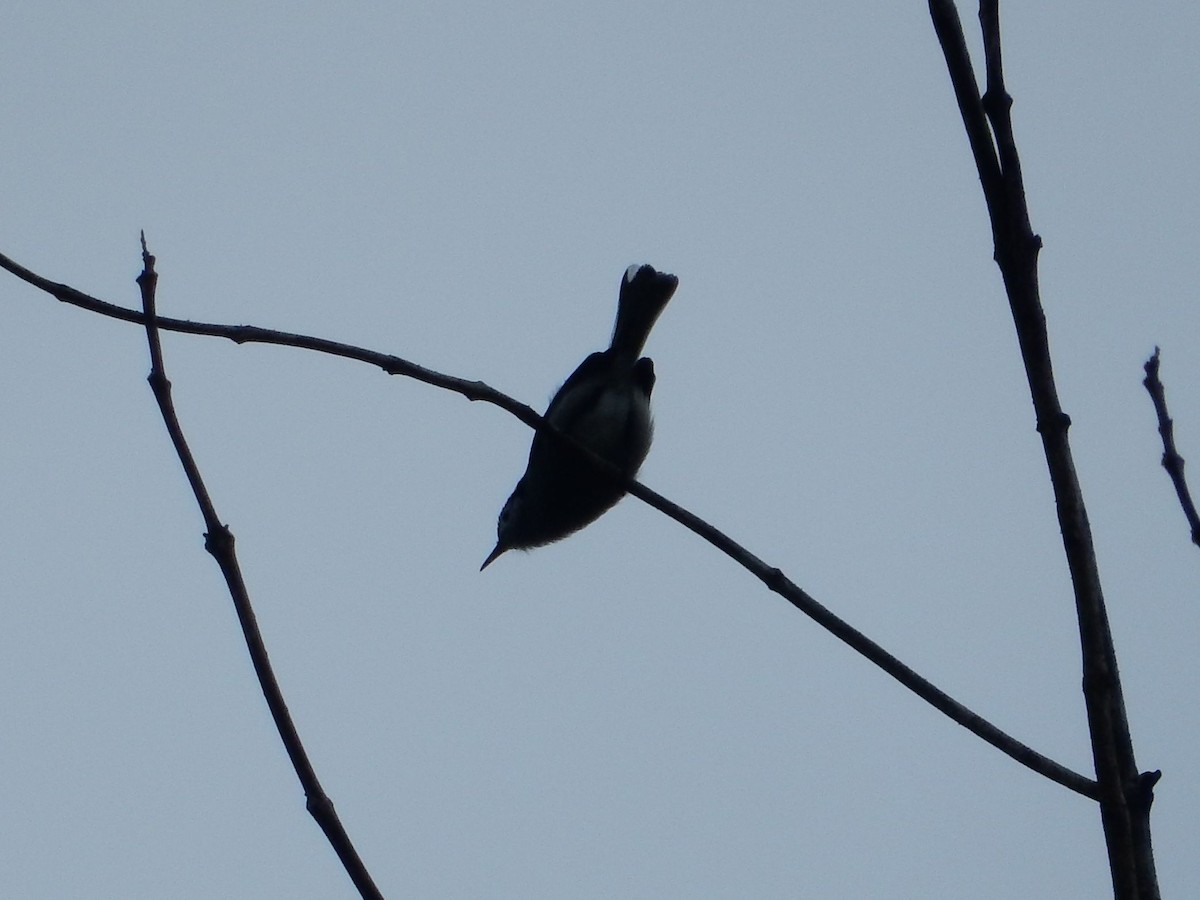 White-browed Gnatcatcher - ML635039812