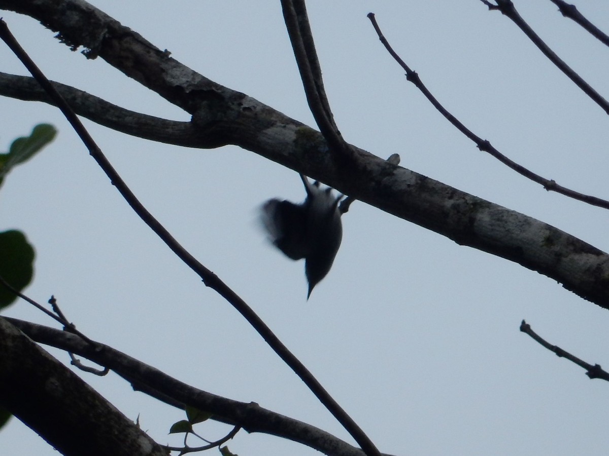 White-browed Gnatcatcher - ML635039813