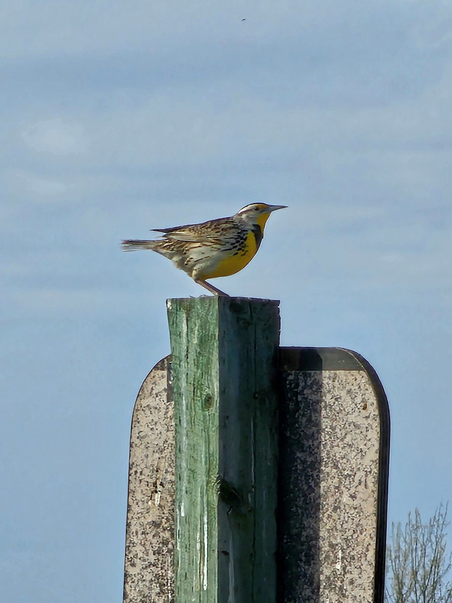 Western Meadowlark - ML635039875