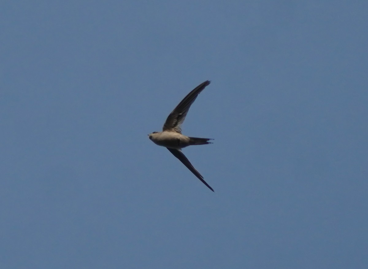 Asian Palm Swift - ML635039895