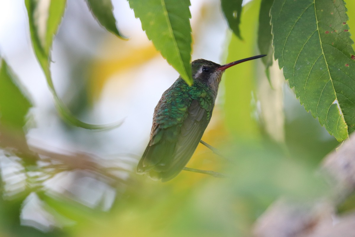 Tres Marias Hummingbird - ML635039911