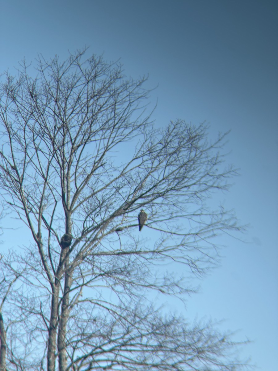 Peregrine Falcon - ML635039937