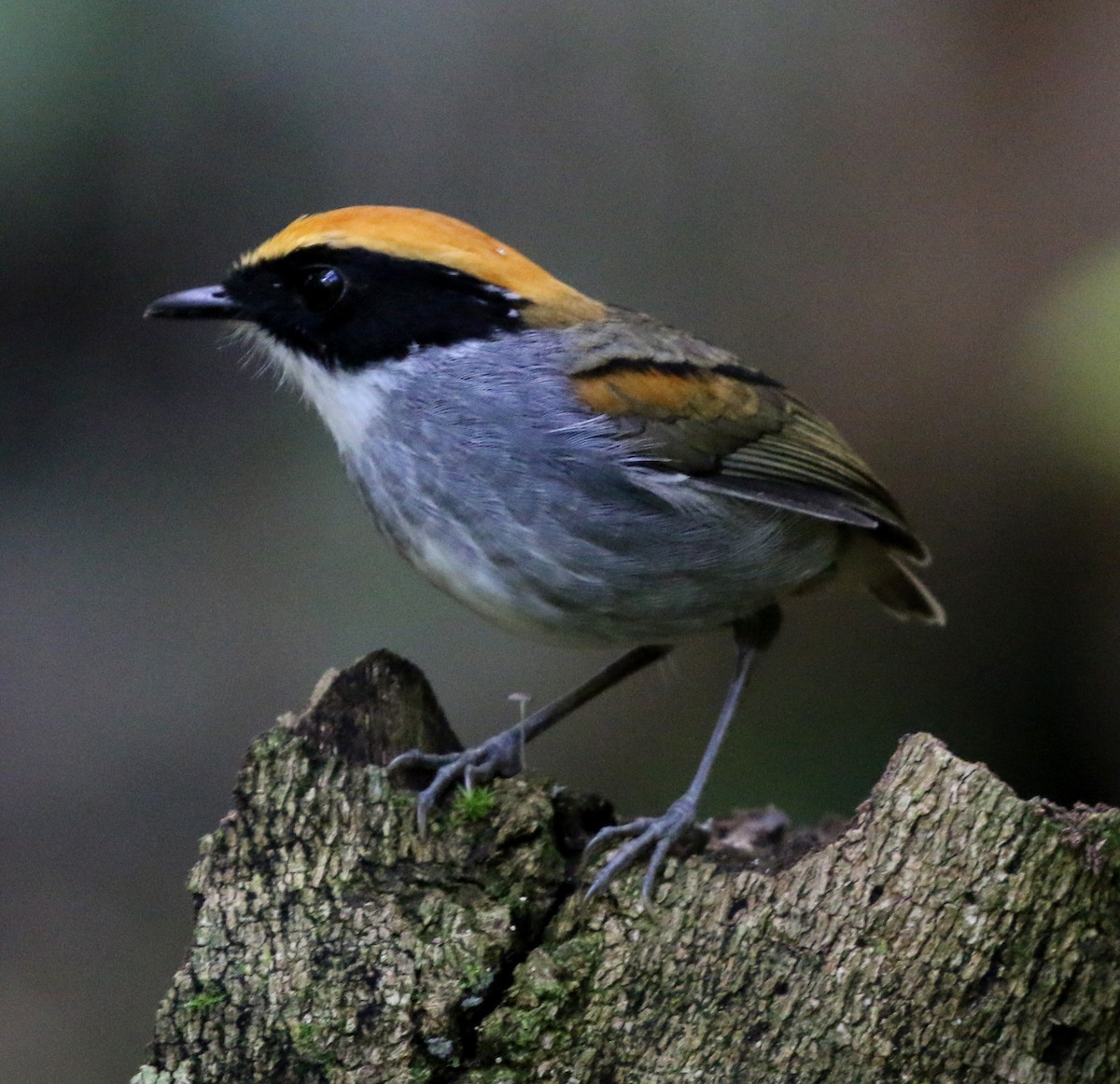 Black-cheeked Gnateater - ML635039954