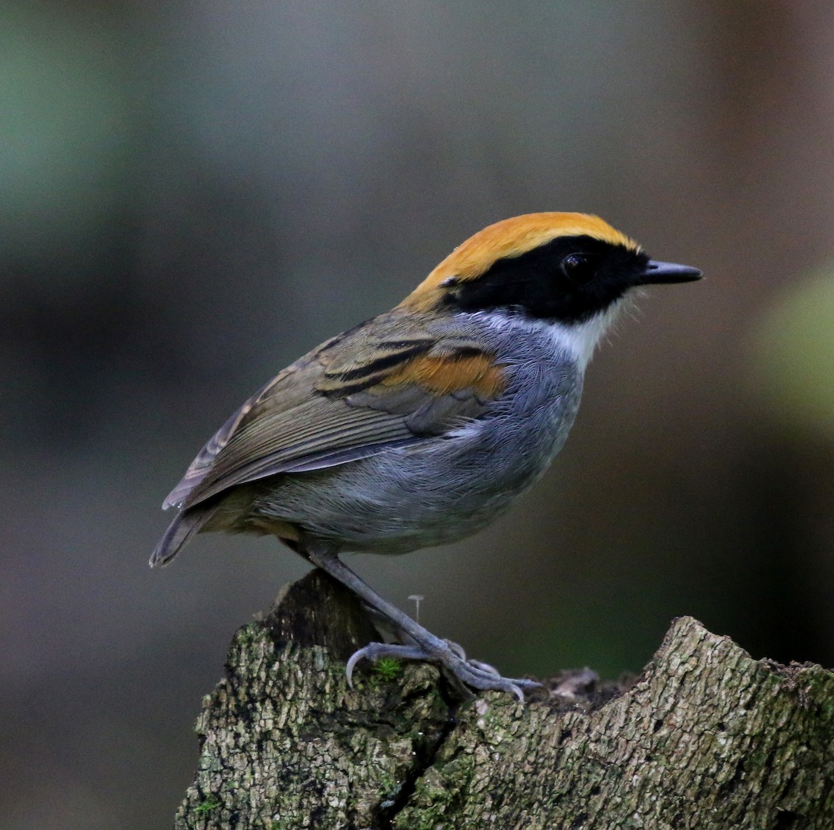 Black-cheeked Gnateater - ML635039955