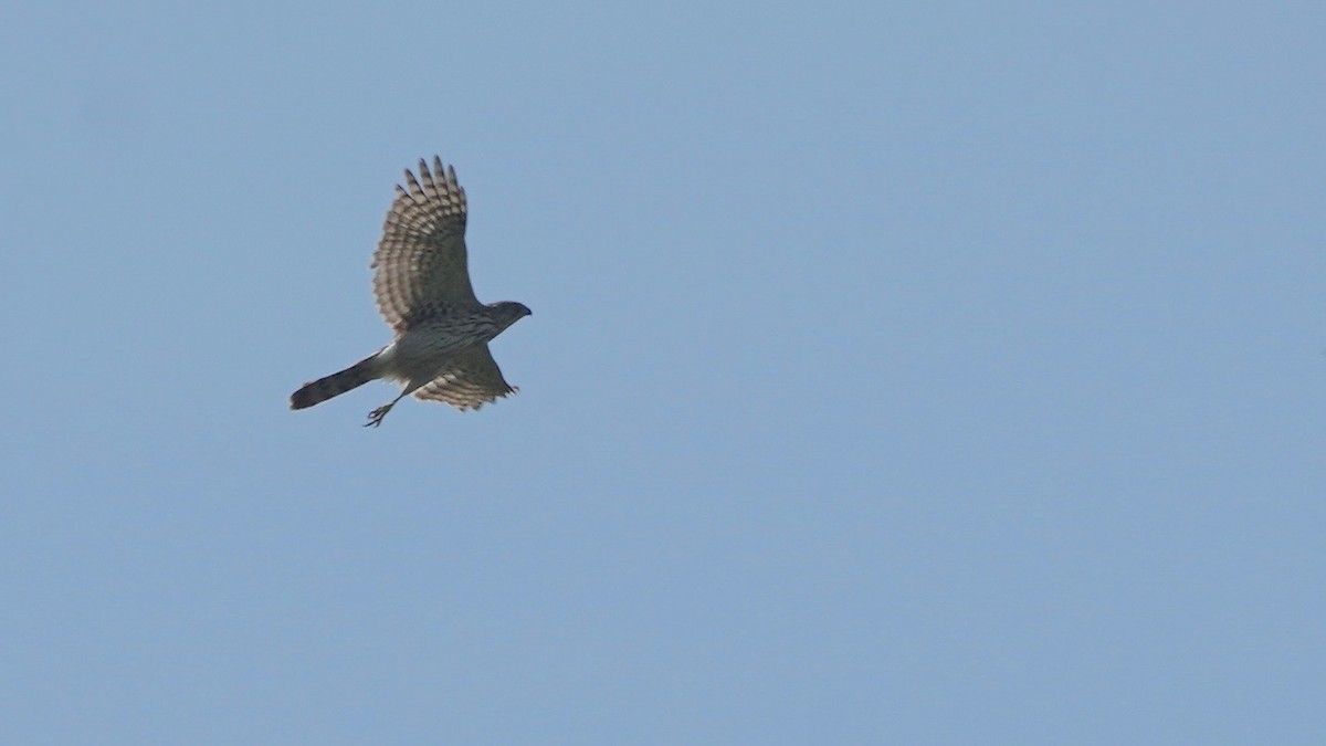 Cooper's Hawk - ML635039965