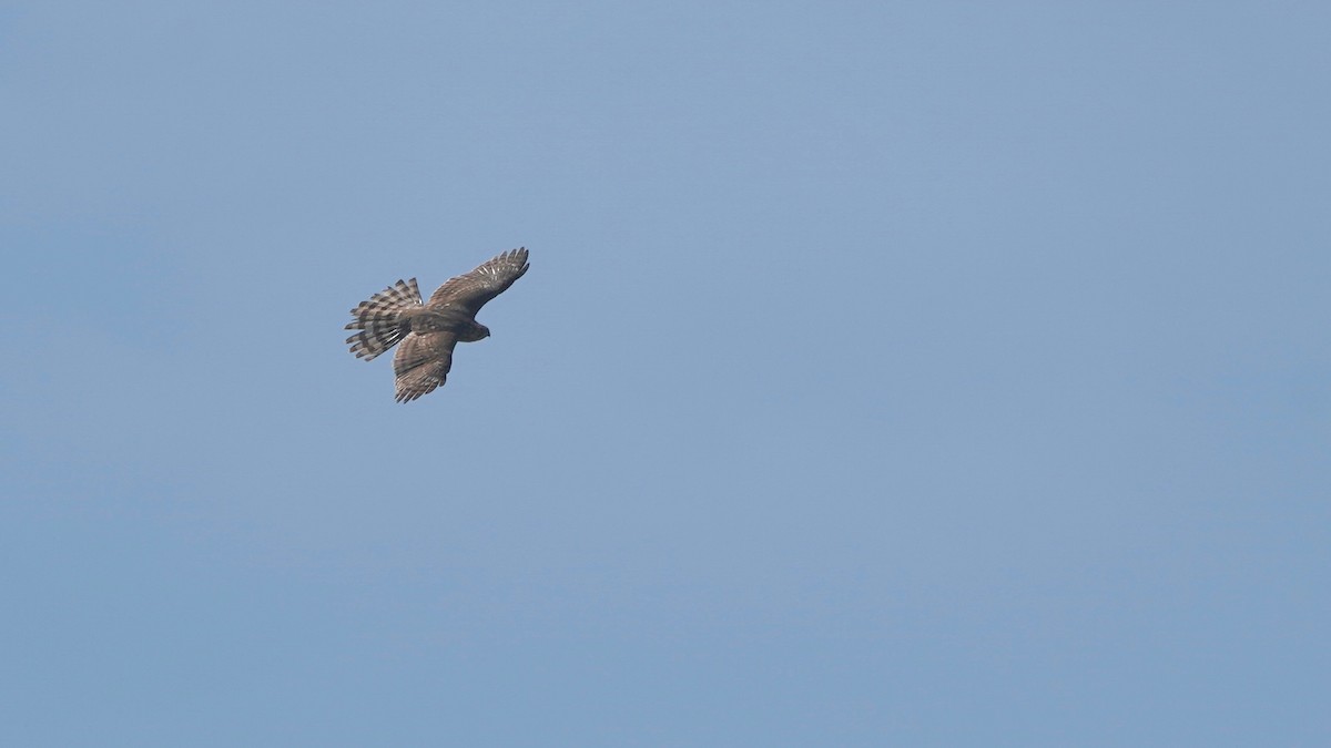 Cooper's Hawk - ML635039967