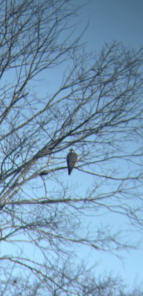 Peregrine Falcon - ML635039970