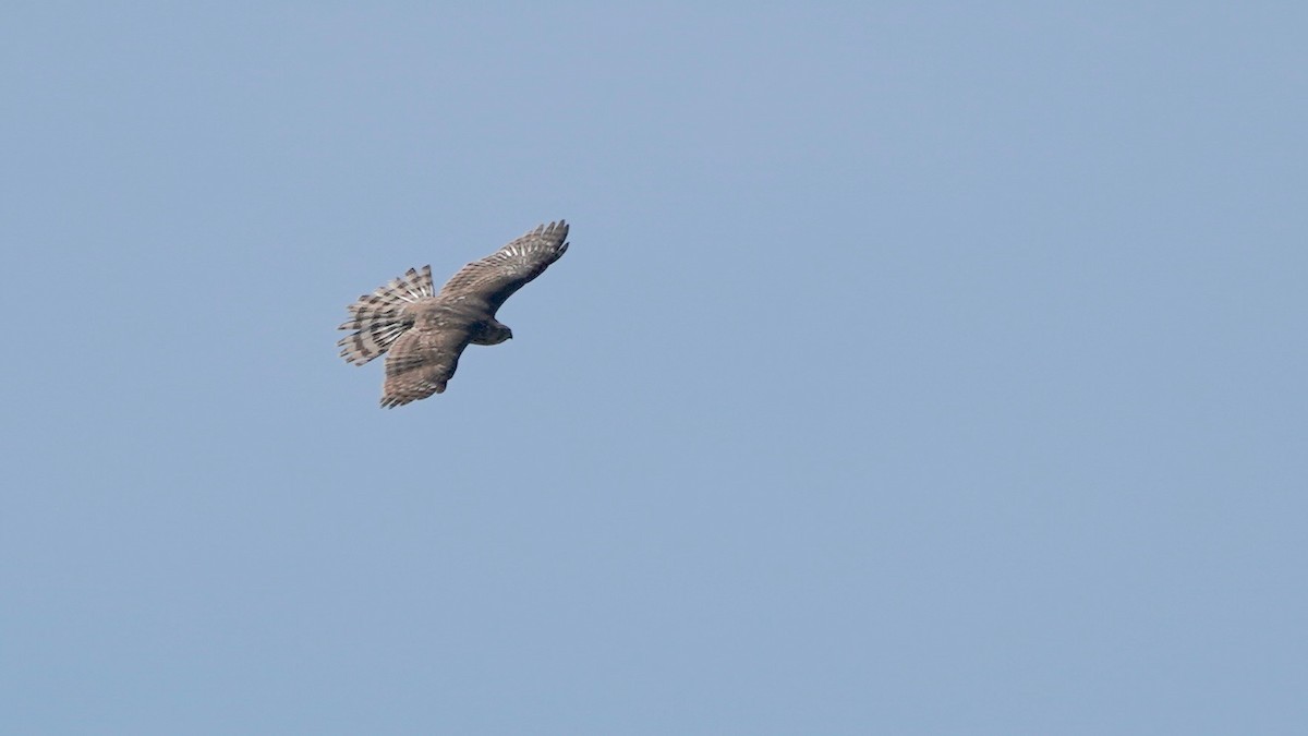 Cooper's Hawk - ML635039971