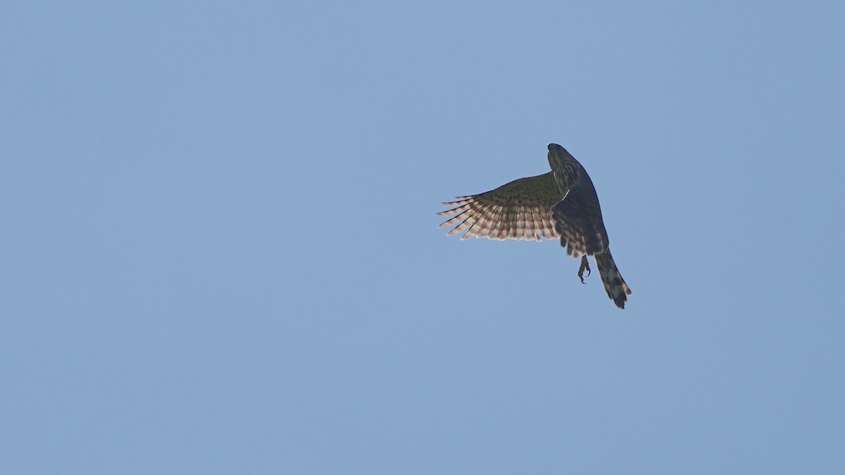 Cooper's Hawk - ML635039979