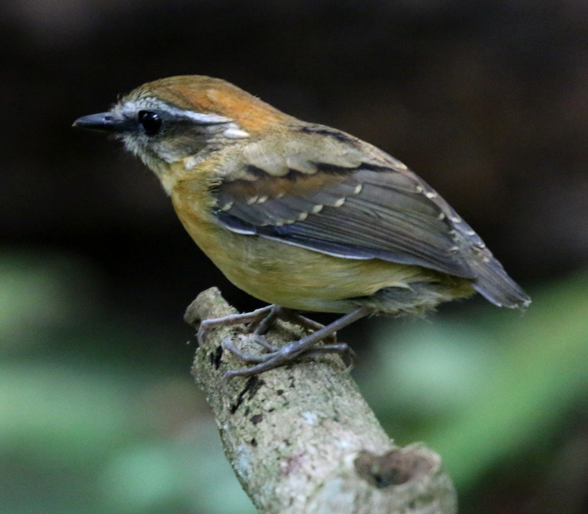 Black-cheeked Gnateater - ML635039983